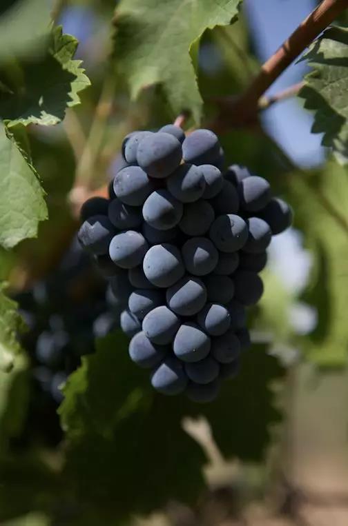 Pinot noir grapes from Château Chanson in Ningxia